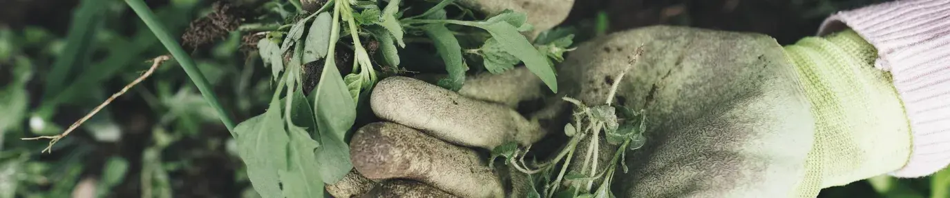 Image: person holding pulled weeds. Title: What Are Invasive Species?